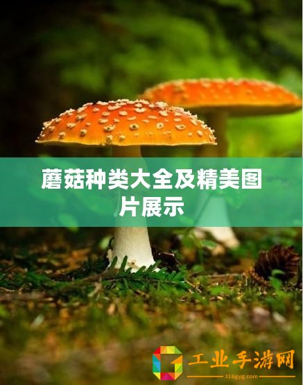 蘑菇種類大全及精美圖片展示