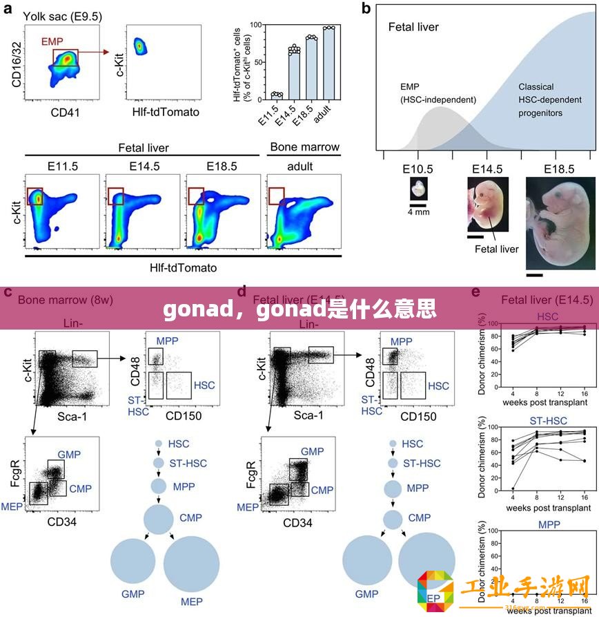 gonad，gonad是什么意思