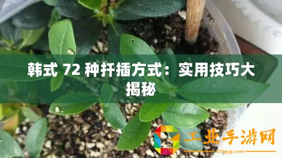 韓式 72 種扦插方式：實(shí)用技巧大揭秘