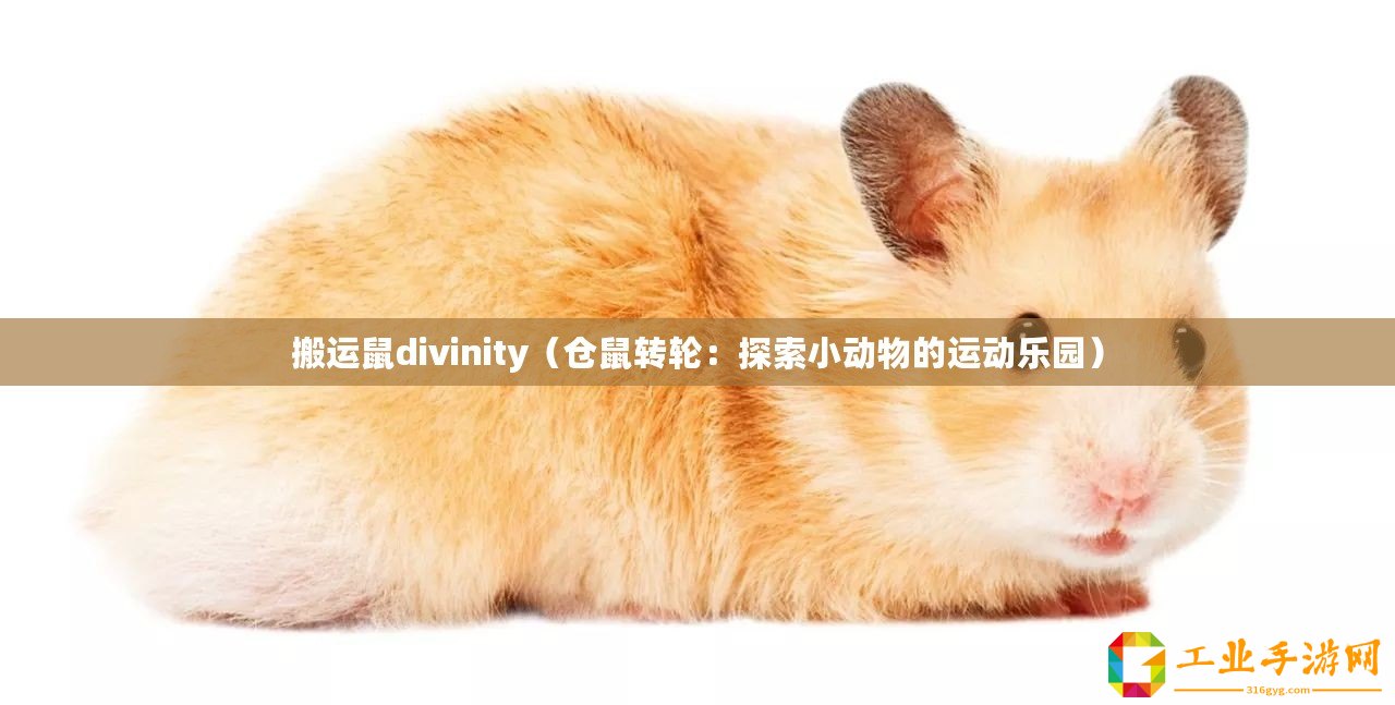 搬運鼠divinity（倉鼠轉輪：探索小動物的運動樂園）