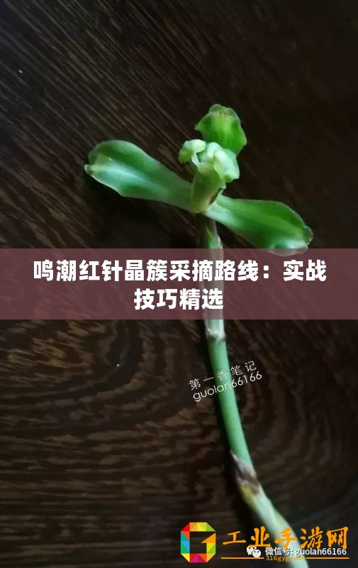 鳴潮紅針晶簇采摘路線：實戰技巧精選